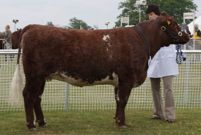 Pode Hole Irene Bloom - Beef Shorthorn Champion and Res Interbreed Champion Surrey County 2010